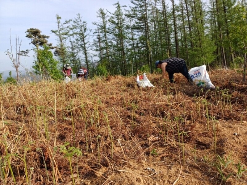 마가팜,정선 마가목 열매 추출 마가목