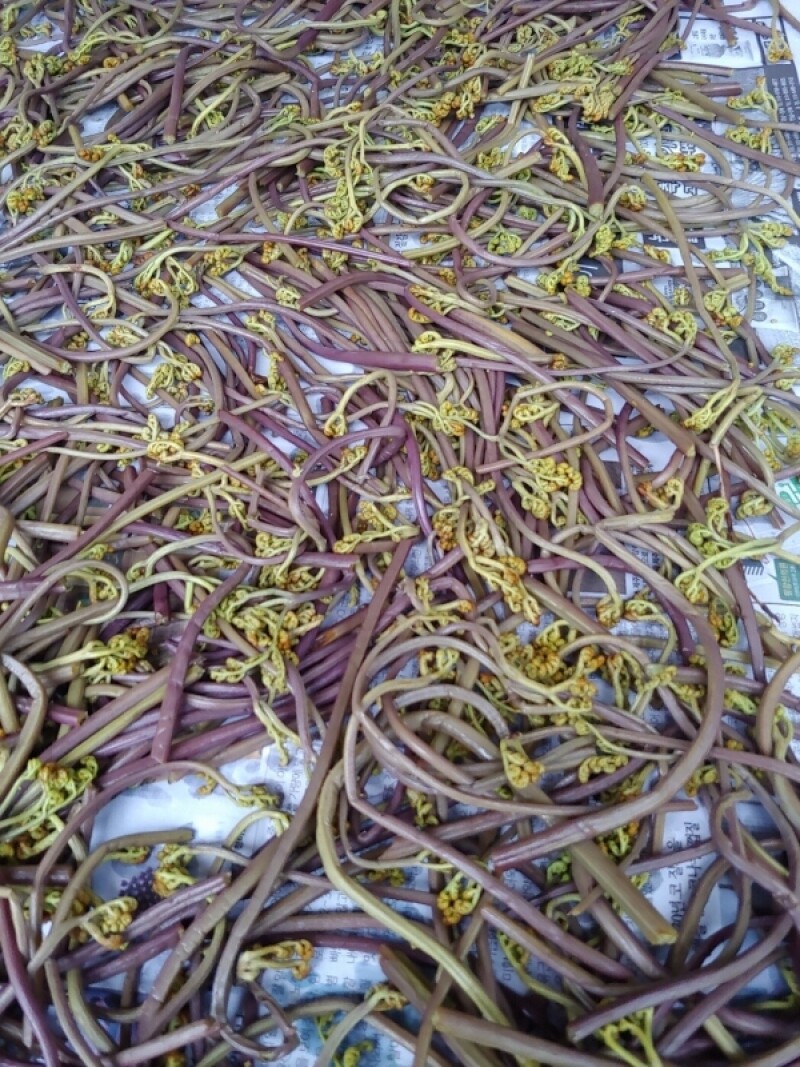 마가팜,정선 마가목 열매 추출 마가목