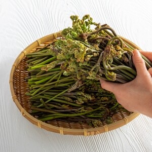 민둥산 고사리 (생1kg) (건조100g) [원산지:국산(강원도 정선군)]