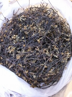 민둥산 고사리 (건조100g) [원산지:국산(강원도 정선군)]